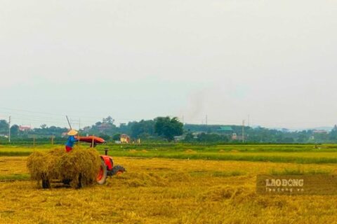 Sử dụng đất nông nghiệp đa mục đích không cần chuyển đổi