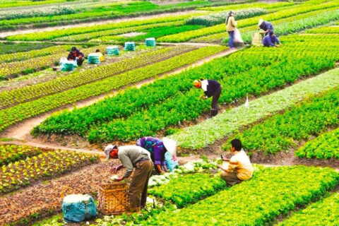 Từ 1/7, sẽ có thay đổi lớn đối với trường hợp được miễn thuế đất nông nghiệp